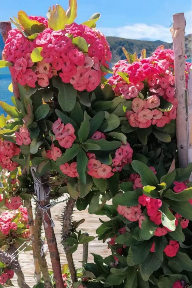 Dış mekanda bakılan  dayanıklı cins  pembe euphorbia taç çiçeği minik 16.17cm