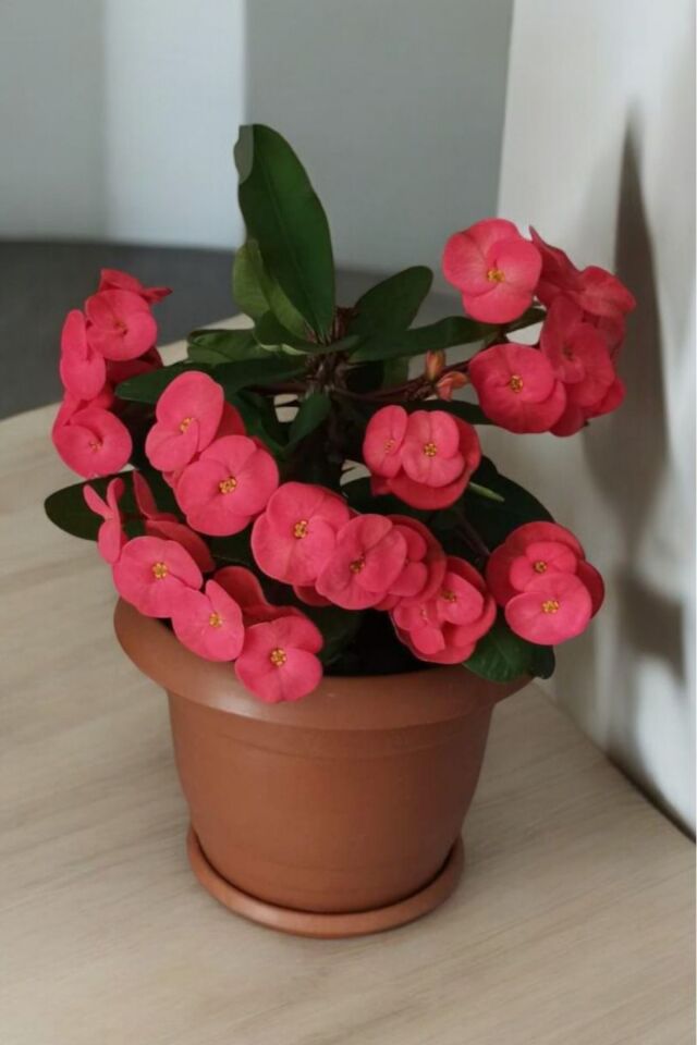 İç mekan bitkisi ev ve balkonda bakılır cins  pembe  euphorbia taç çiçeği minik 16.17cm