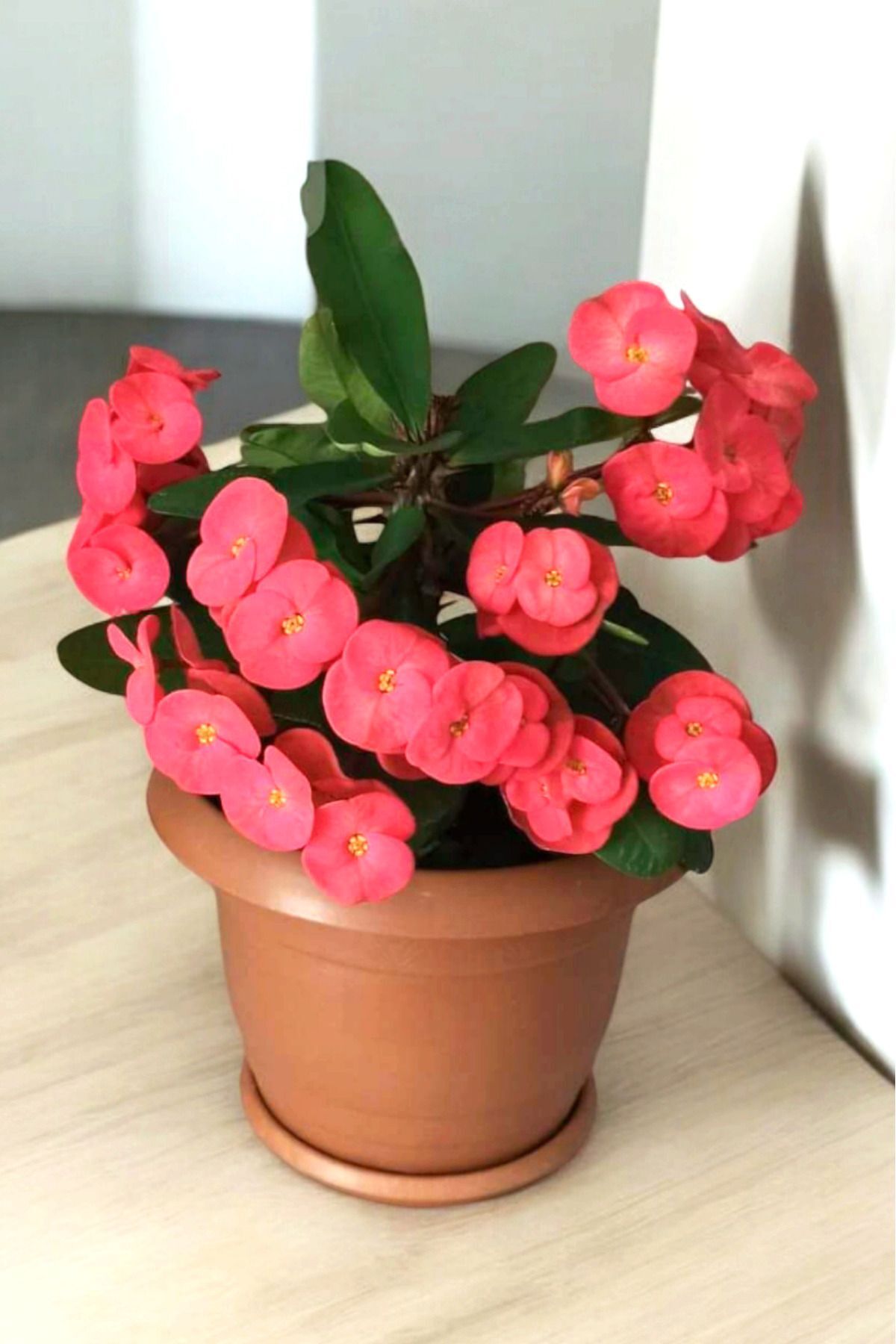 İç mekan bitkisi ev ve balkonda bakılır cins  pembe  euphorbia taç çiçeği minik 16.17cm