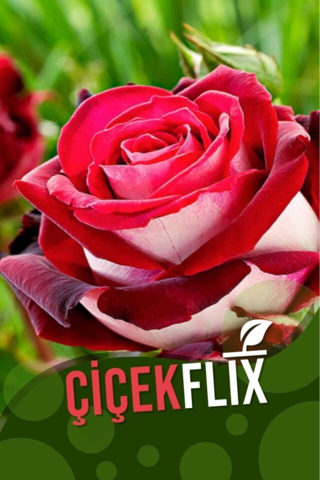çift renk kırmızı kokulu yediveren gül fidani 1 adet açık kök  22,26cm