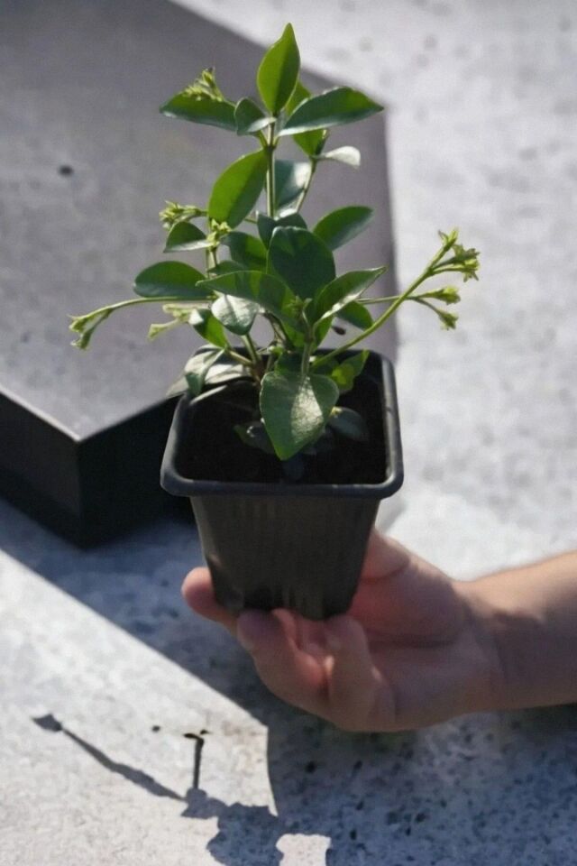 Parfüm kokulu yediveren olan cins ultra kol atan bitki 17-20cm