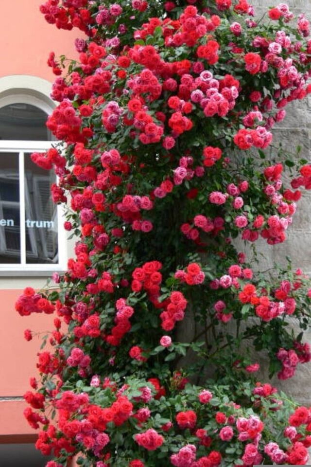 Yapay çiçek kırmızı orginal flower görünümlü  gül saran /açık kök dikime hazır 16cm