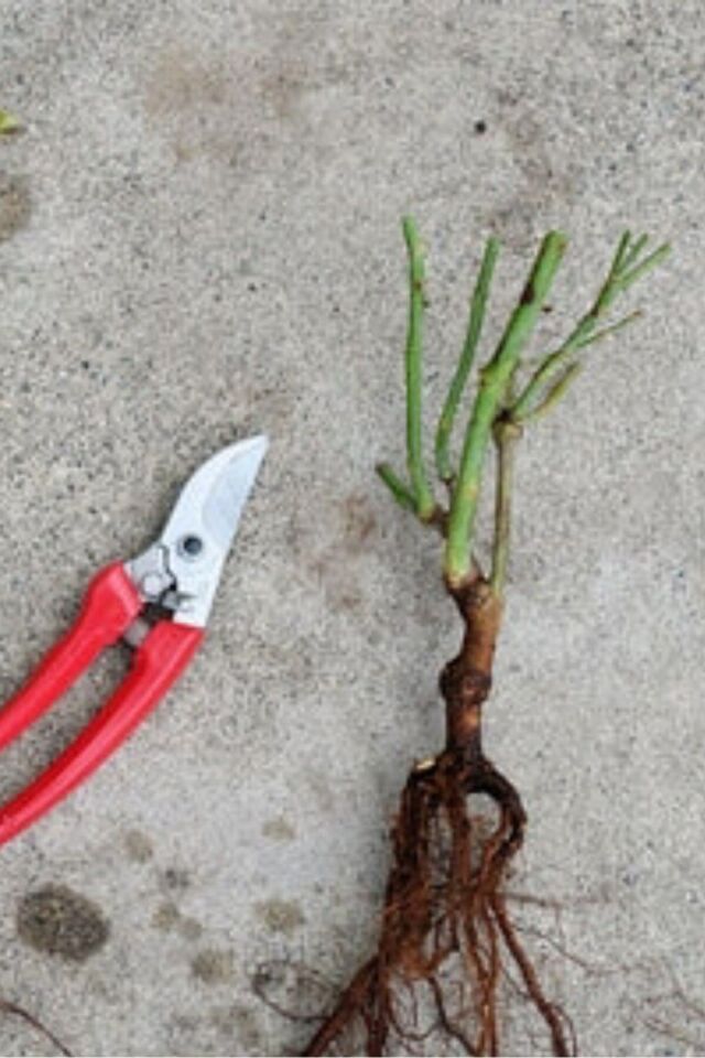 Yapay çiçek kırmızı orginal flower görünümlü  gül saran /açık kök dikime hazır 16cm