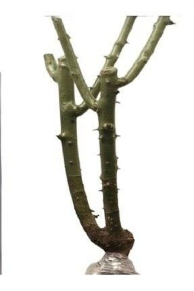 Yapay çiçek kırmızı orginal flower görünümlü  gül saran /açık kök dikime hazır 16cm