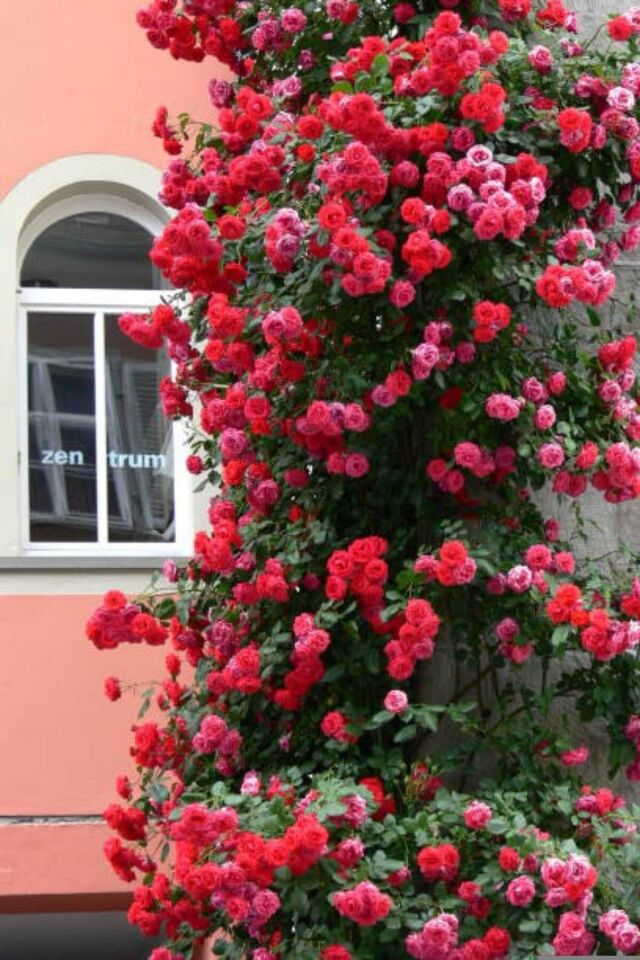 Yapay çiçek kırmızı orginal flower görünümlü  gül saran /açık kök dikime hazır 16cm