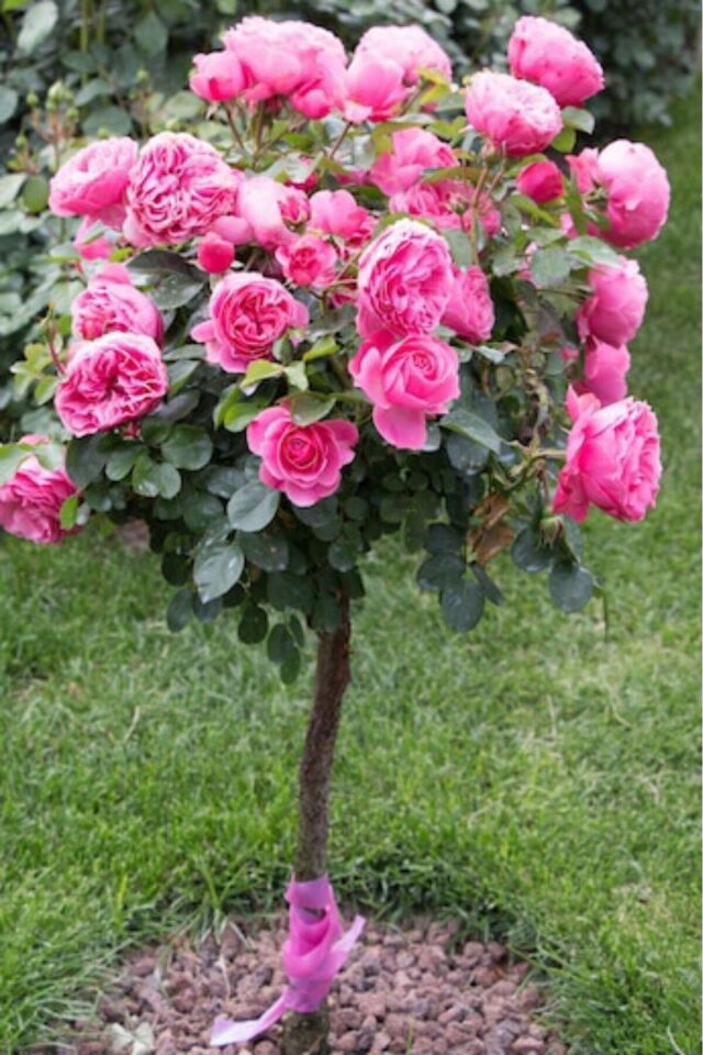 Katmerli meyve pembe kokulu gül fidesi /dikime hazır 16cm