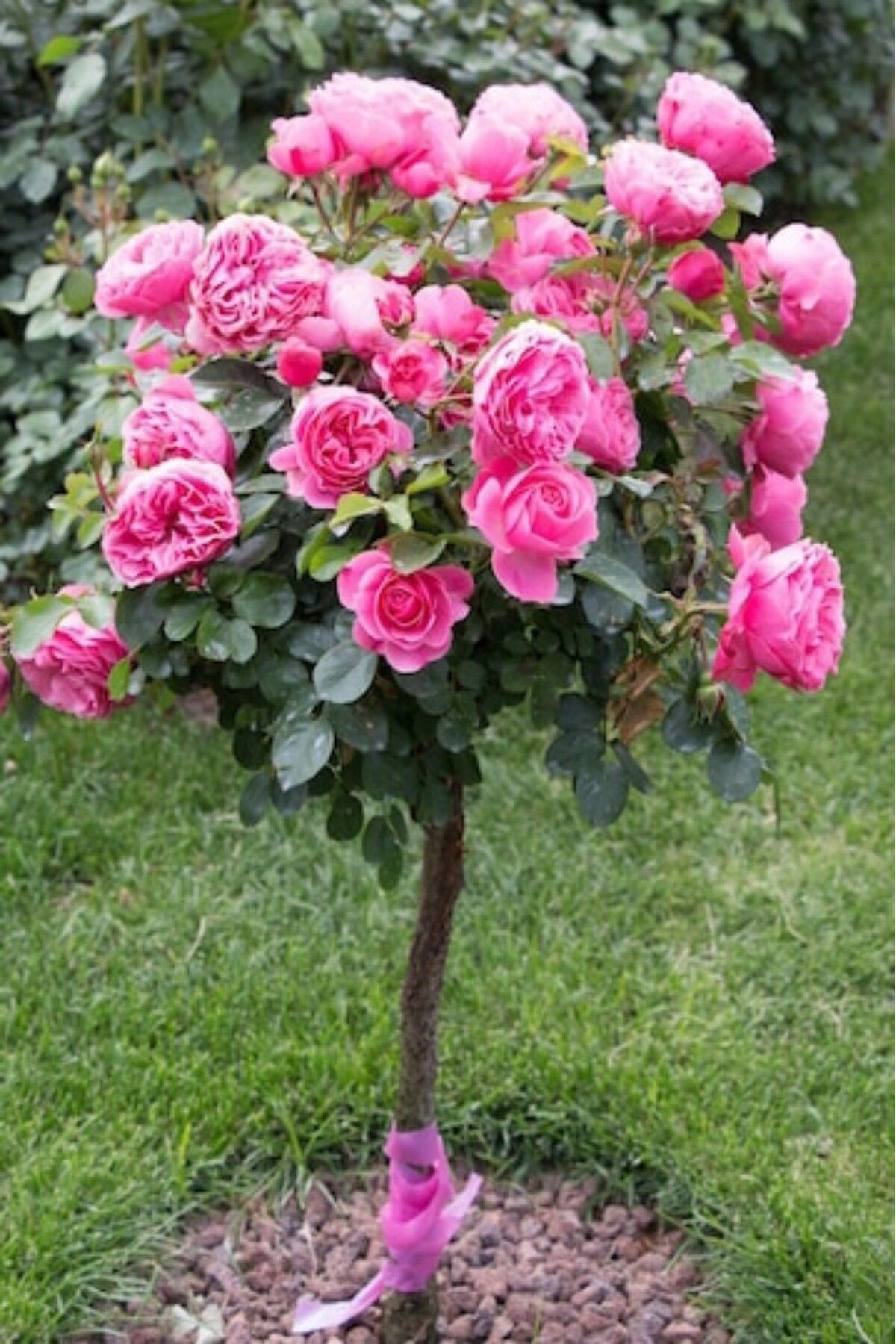 Katmerli meyve pembe kokulu gül fidesi /dikime hazır 16cm