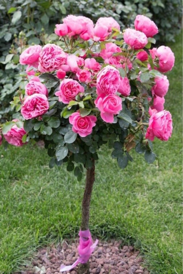 Katmerli meyve pembe kokulu gül fidesi /dikime hazır 16cm