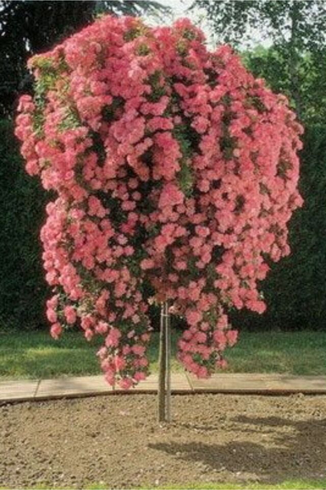 Karmen pembe sarmaşık gül açık kök dikime hazır 16cm