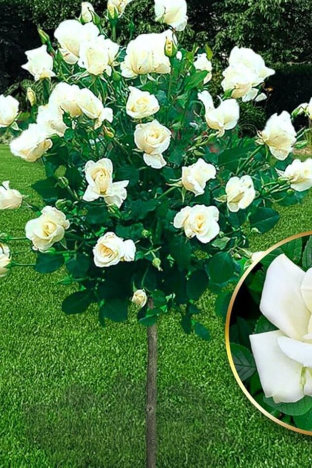 Aşılı kokulu baston beyaz gül /dikime hazır 16cm açık kök