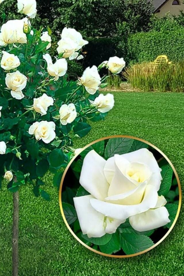 Aşılı kokulu baston beyaz gül /dikime hazır 16cm açık kök
