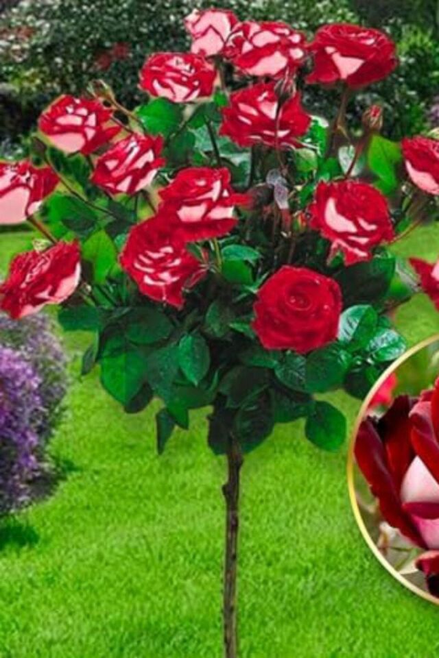 Alacalı kırmızı gül kokulu   çift renk /açık kök dikime hazır 15cm