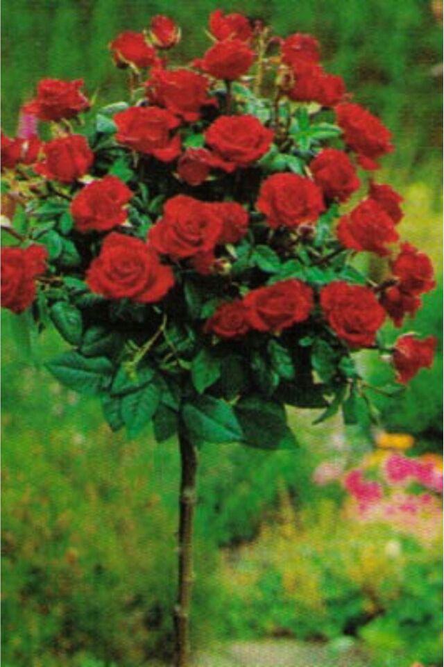 Bodur baston gül red floww aşılı açık kök dikime hazır 16cm