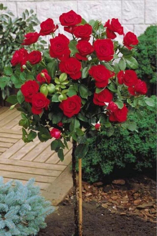 Bodur baston gül red floww aşılı açık kök dikime hazır 16cm