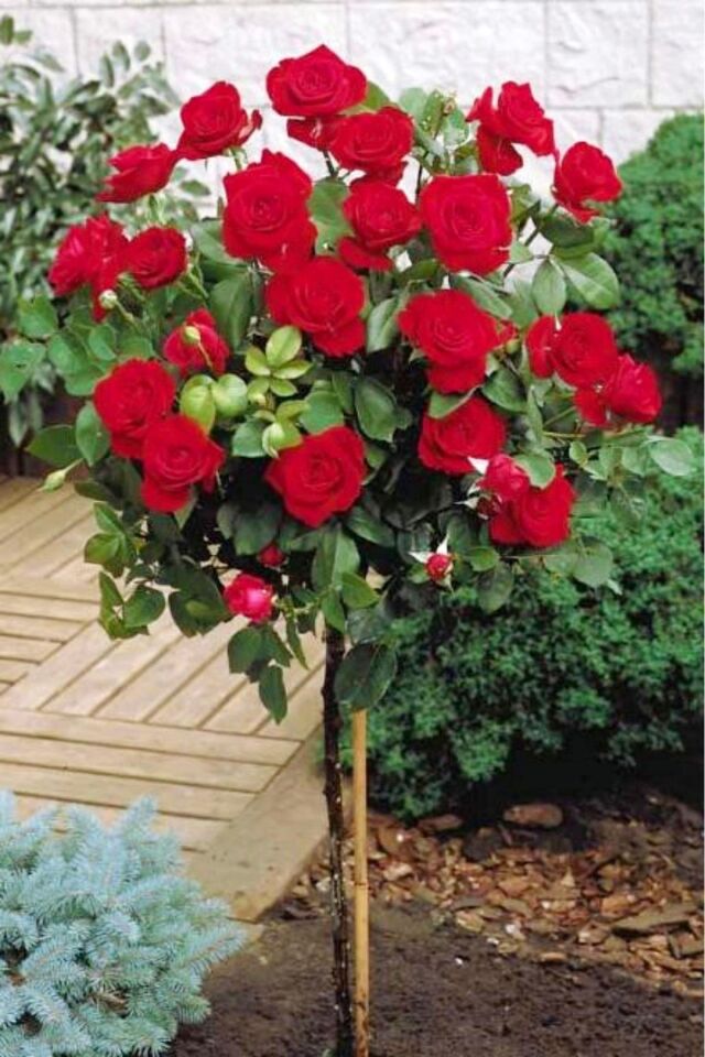 Bodur baston gül red floww aşılı açık kök dikime hazır 16cm