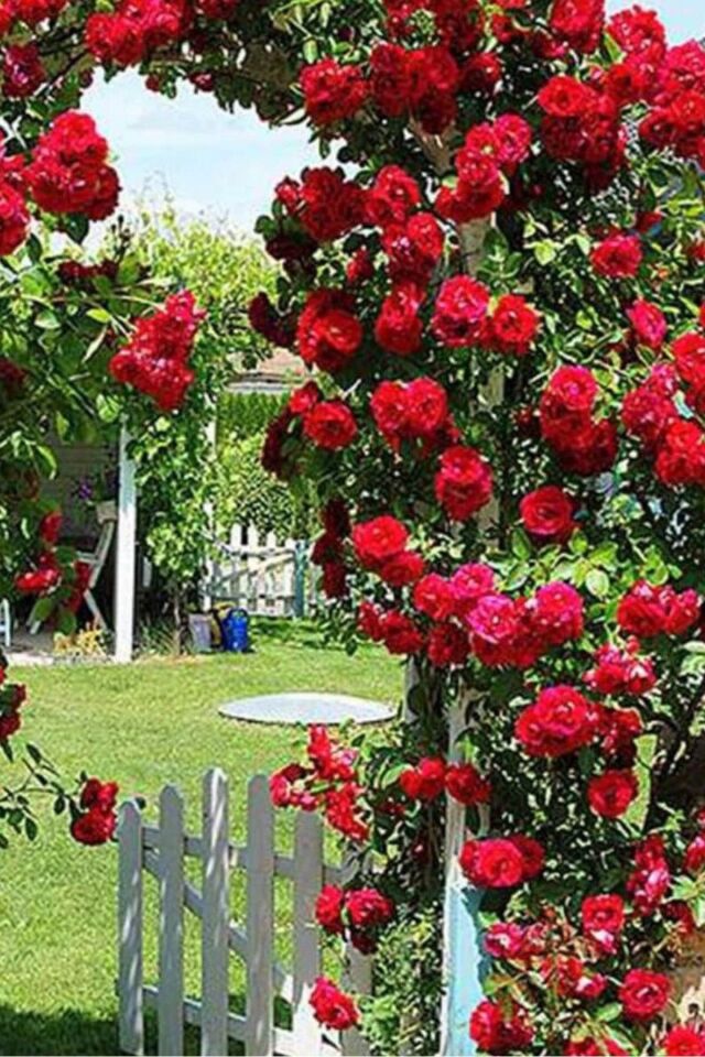 Don Juan Özel Gül Fidesi Açık Kök Dikime Hazır 17-18cm