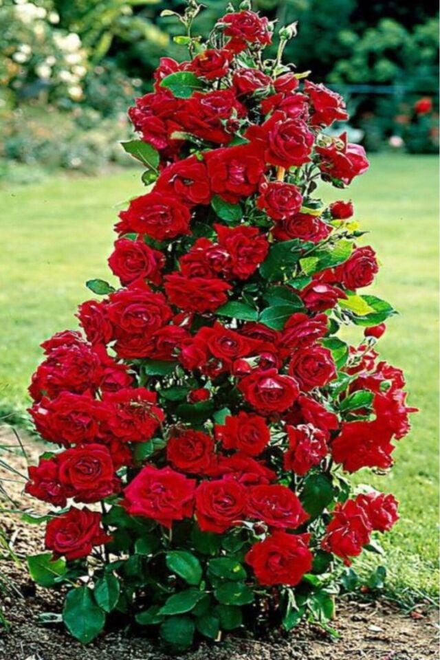 Katmerli kokulu Dubai kırmızı gül fidesi /açık kök dikime hazır 14-18cm