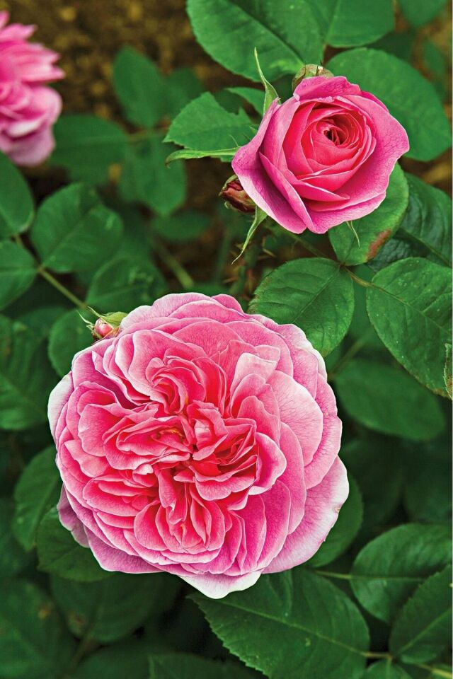 Pamuk gül  şeker pembe özel renk /şuan çiceksizdir 19cm