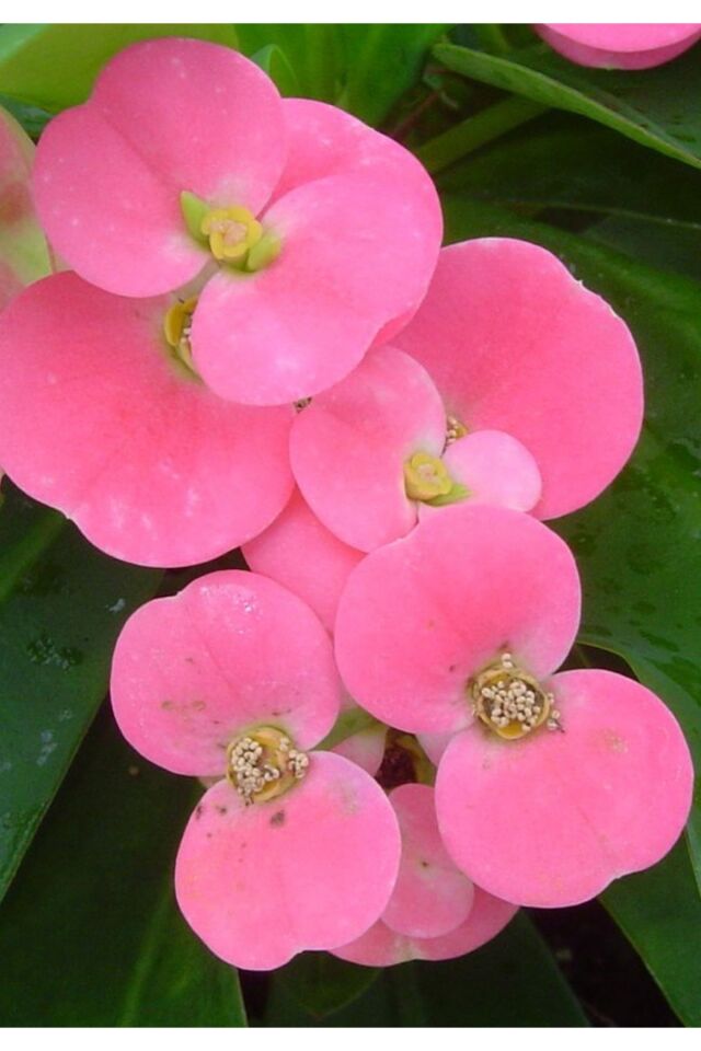 Eubhorbia  şeker pembe  taç çiçeği ( en dayanıklı çiçek ) 15cm  mini boy /şuan çiçeksizdir