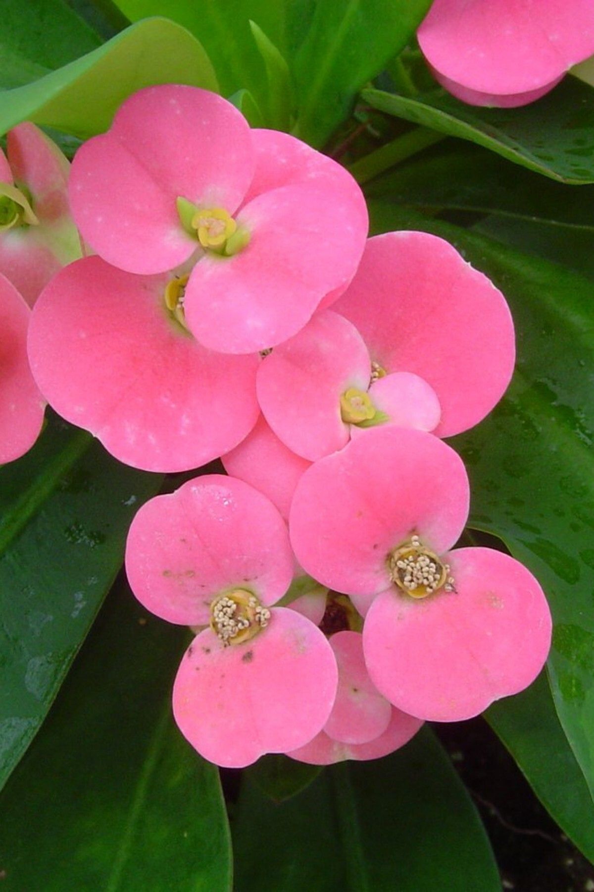 Eubhorbia  şeker pembe  taç çiçeği ( en dayanıklı çiçek ) 15cm  mini boy /şuan çiçeksizdir