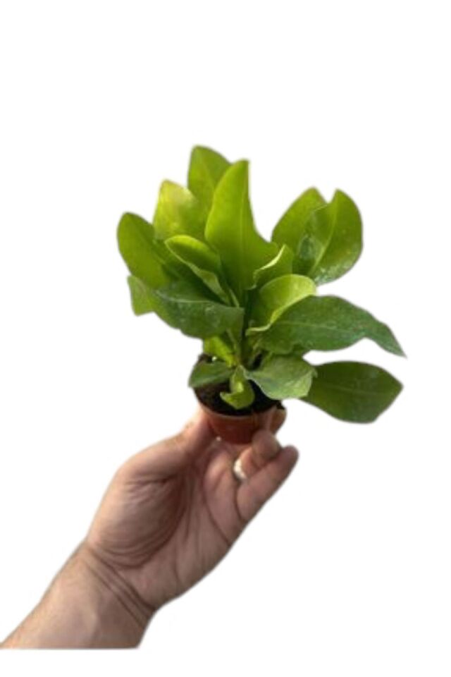 Eubhorbia  beyaz  taç çiçeği ( en dayanıklı çiçek ) 15cm  mini boy /şuan çiçeksizdir