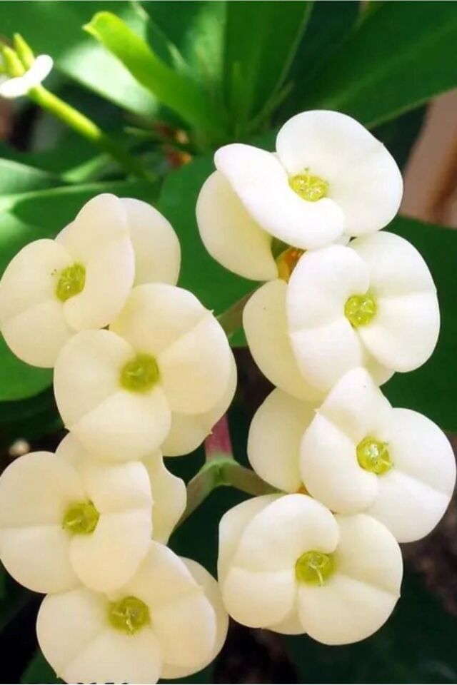 Eubhorbia  beyaz  taç çiçeği ( en dayanıklı çiçek ) 15cm  mini boy /şuan çiçeksizdir