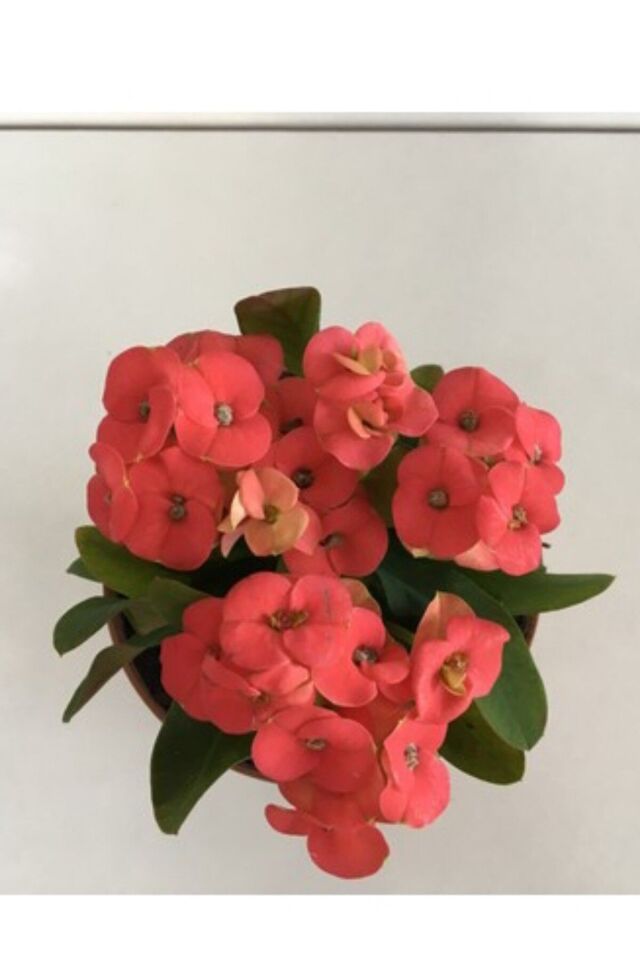 Eubhorbia  Pink  taç çiçeği ( en dayanıklı çiçek ) 15cm  mini boy /şuan çiçeksizdir