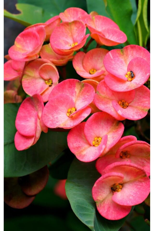 Eubhorbia  Pink  taç çiçeği ( en dayanıklı çiçek ) 15cm  mini boy /şuan çiçeksizdir