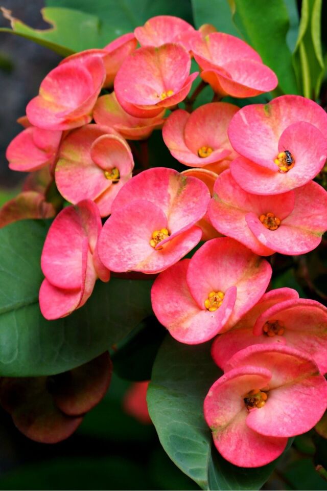 Eubhorbia  Pink  taç çiçeği ( en dayanıklı çiçek ) 15cm  mini boy /şuan çiçeksizdir