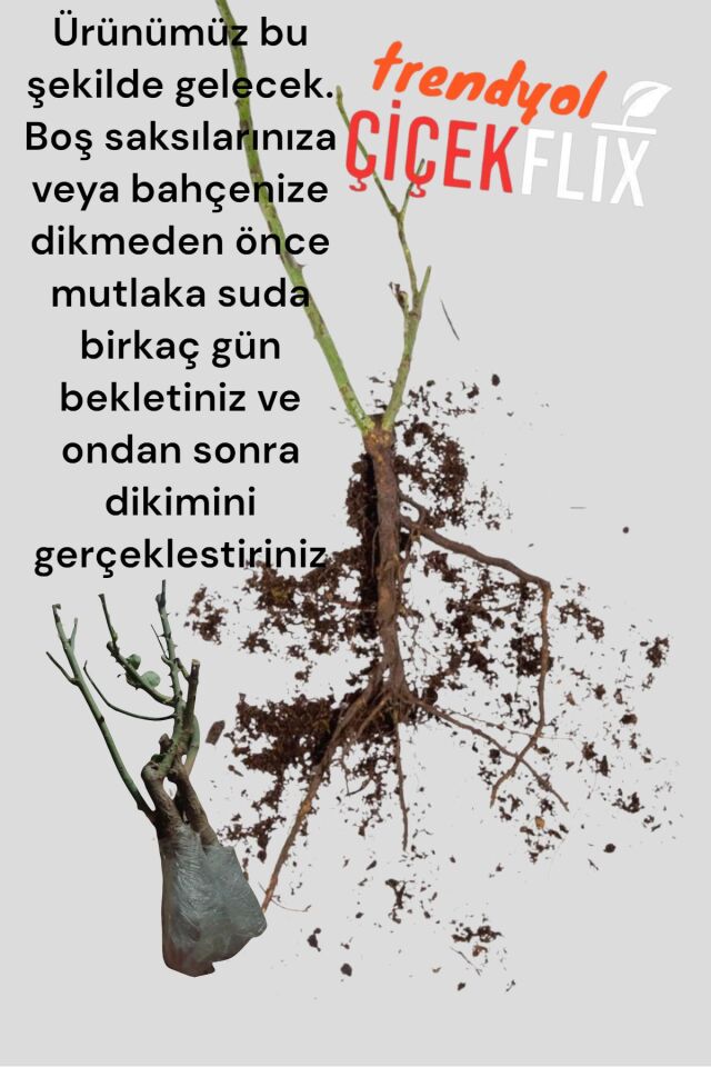 Yediveren  aromatik kokulu  sarı gül fidesi 33-37cm dikime hazır açık kök
