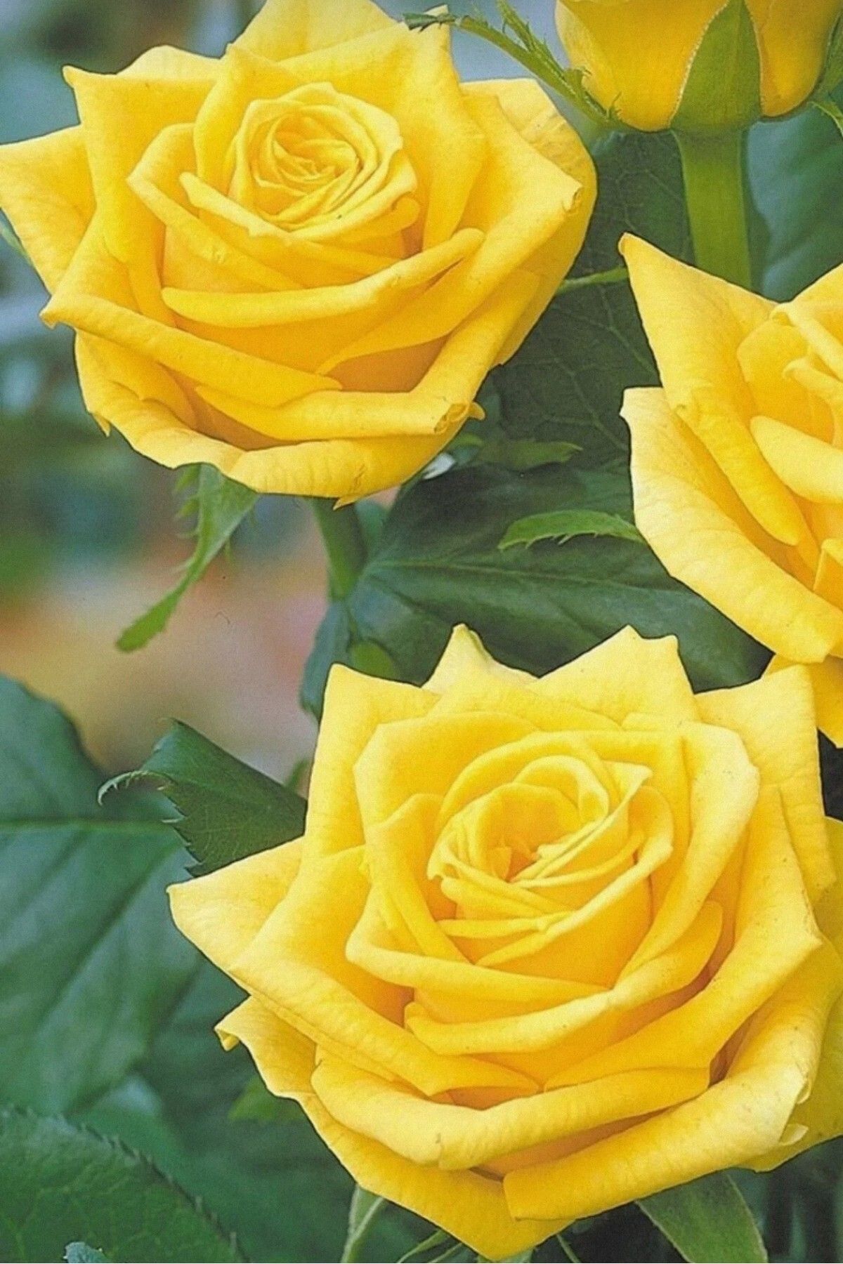Yediveren  aromatik kokulu  sarı gül fidesi 33-37cm dikime hazır açık kök