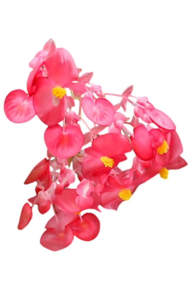Pink begonias mini 17cm /şuan çiceksizdir