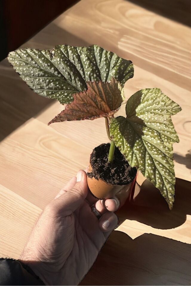 Bodur beyaz begonias mini boy 16cm /şuan çiçeksizdir