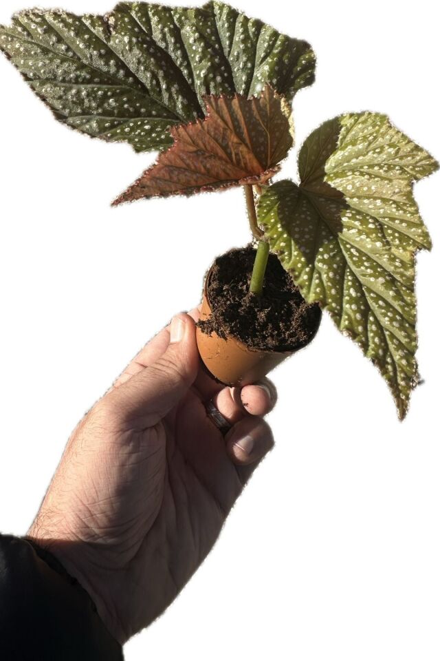 Minyatür begonias  14-16cm şuan çiceksizdir