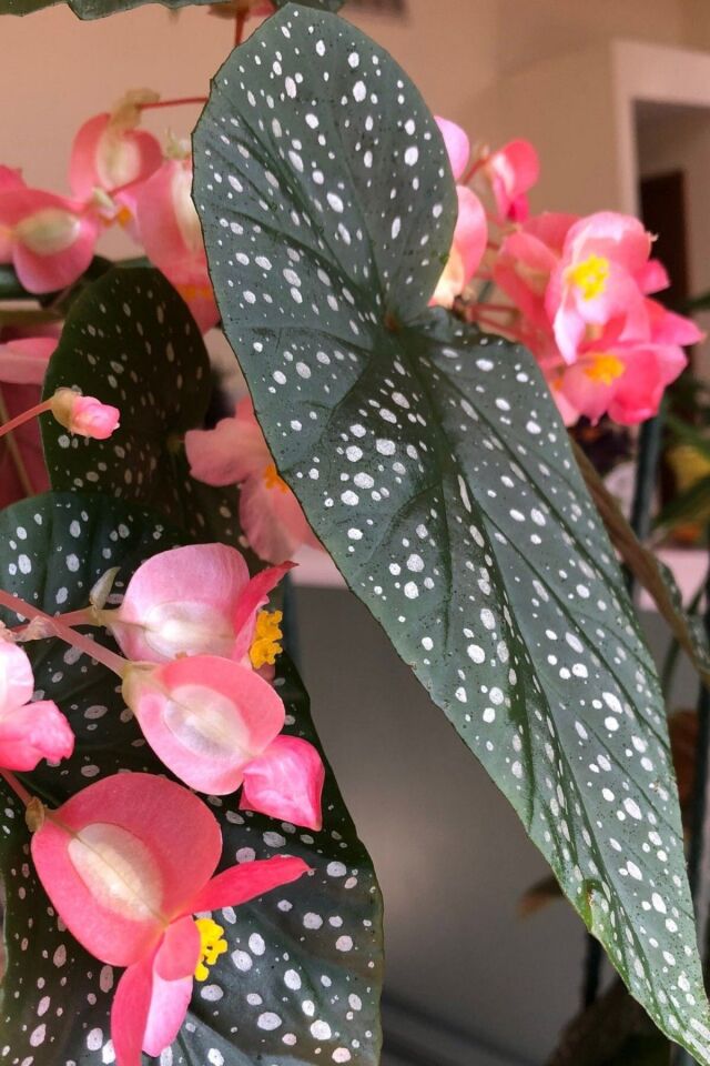 Minyatür begonias  14-16cm şuan çiceksizdir