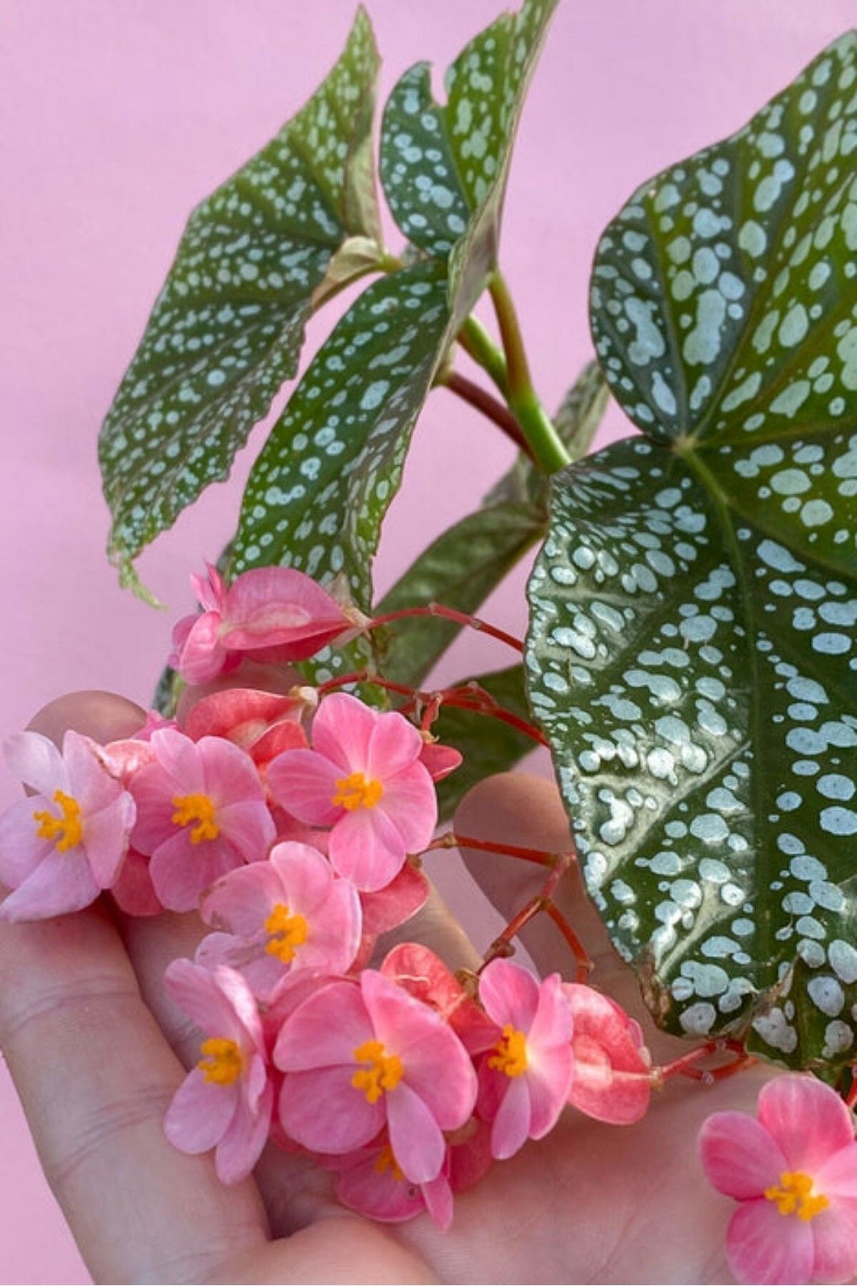 Çilli Begonias jesterra  mini boy /şuan çiçeksizdir 17-21cm