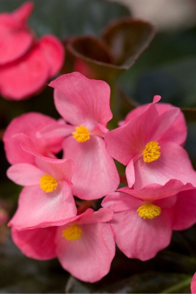 Begonias mini Pink  /şuan çiçeksizdir 16-18cm