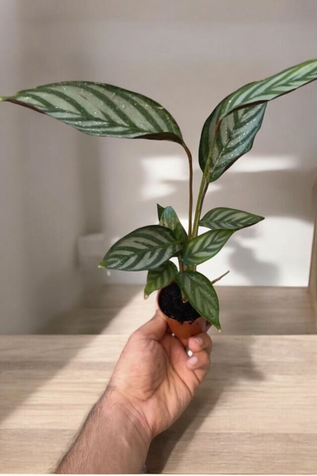 Ctenanthe Setosa (bodur dua Çiçeği geceleri  yaprakları kapanan çiçek ) bodur Minik Yavru 26-30cm