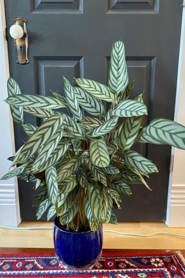 Ctenanthe Setosa (bodur dua Çiçeği geceleri  yaprakları kapanan çiçek ) bodur Minik Yavru 26-30cm