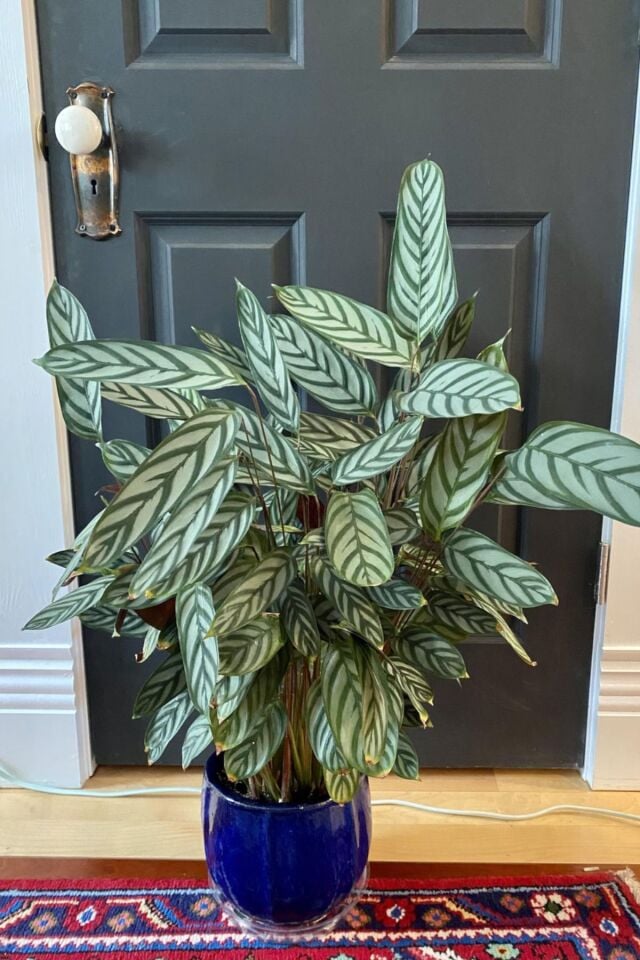 Ctenanthe Setosa (bodur dua Çiçeği geceleri  yaprakları kapanan çiçek ) bodur Minik Yavru 26-30cm