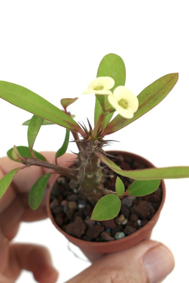 eubhorbia  bodur dikenler tacı prenses beyaz  mini boy yavru 8.5cm /şuan çiceksizdir