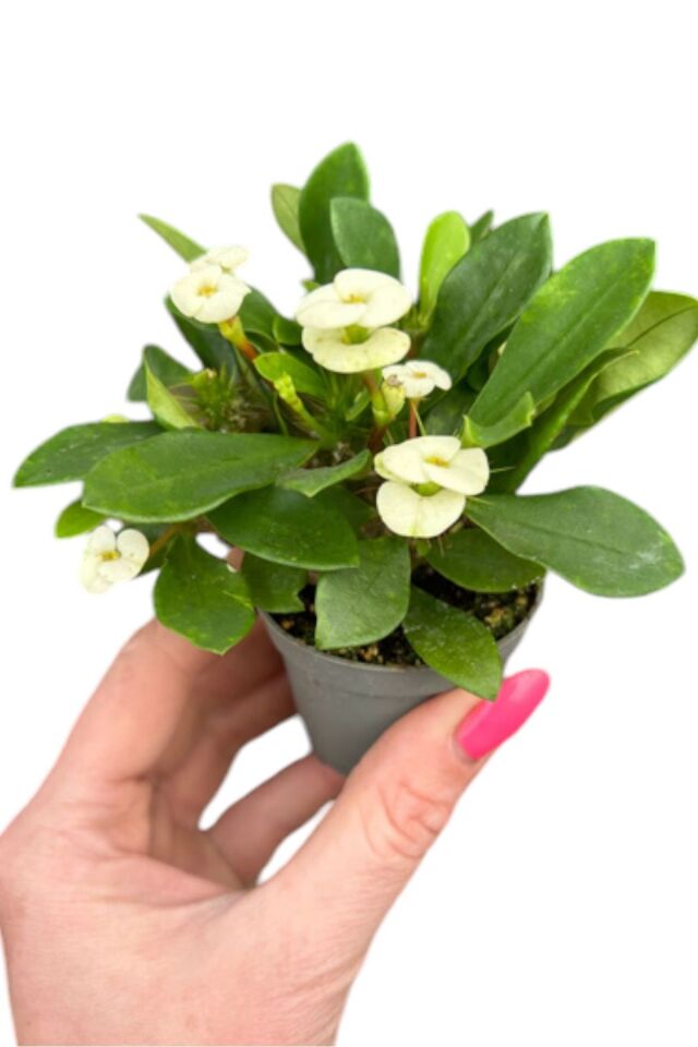 eubhorbia  bodur dikenler tacı prenses beyaz  mini boy yavru 8.5cm /şuan çiceksizdir
