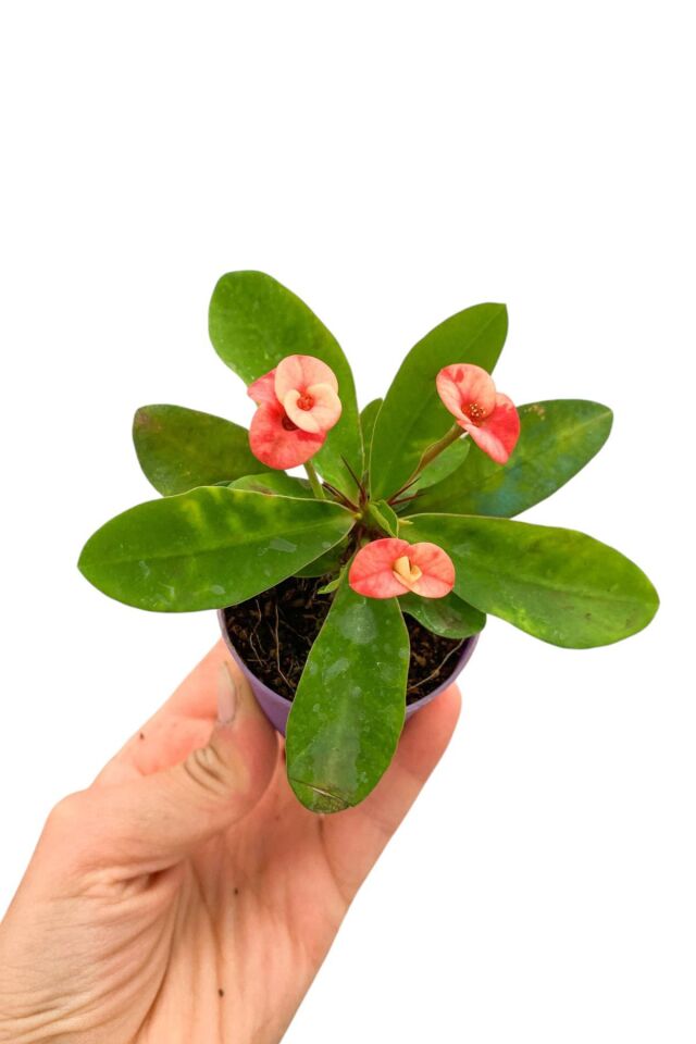 eubhorbia  iç mekan dikenler tacı prenses pembe    mini boy yavru 6-7cm /şuan çiceksizdir