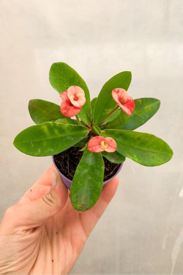 eubhorbia  iç mekan dikenler tacı prenses pembe    mini boy yavru 6-7cm /şuan çiceksizdir