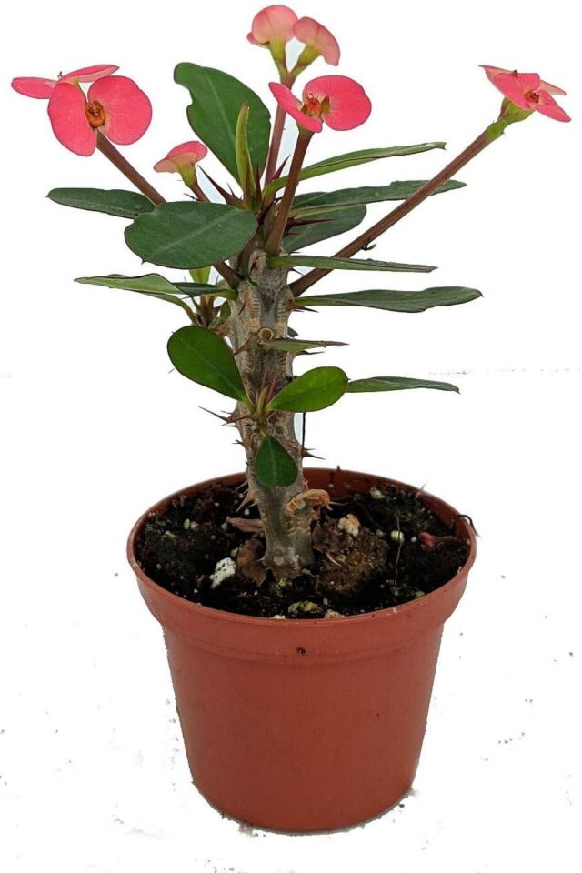eubhorbia  iç mekan dikenler tacı prenses pembe    mini boy yavru 6-7cm /şuan çiceksizdir
