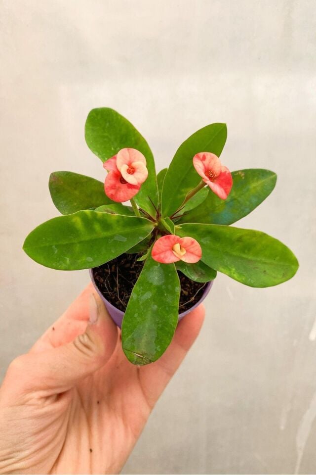 eubhorbia  Bodur dikenler tacı prenses pembe    mini boy 7.5cm