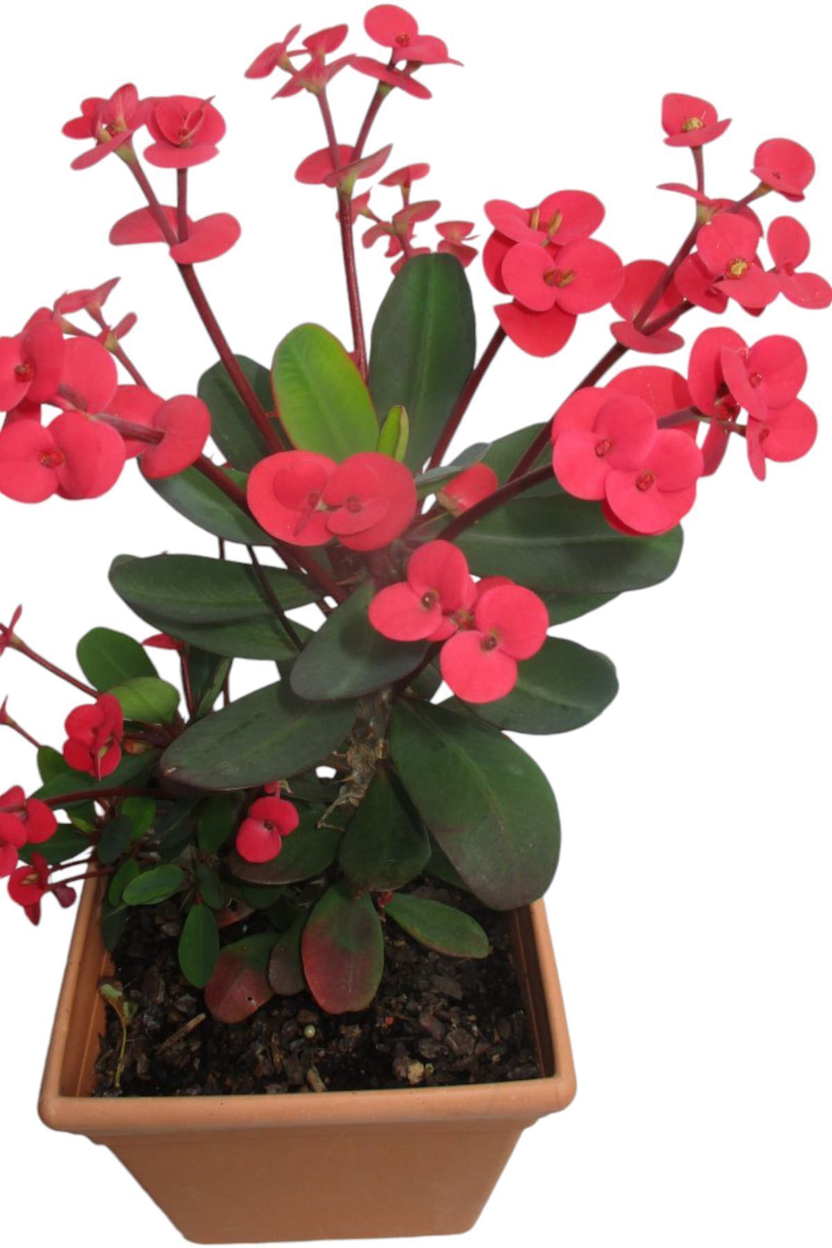 eubhorbia  Bodur dikenler tacı prenses pembe    mini boy 7.5cm