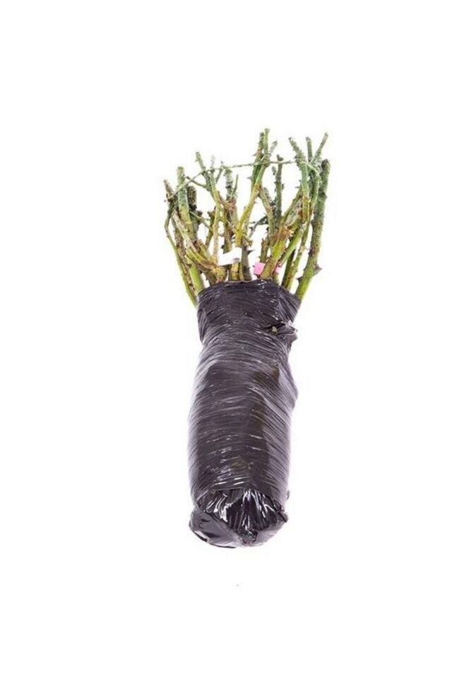 5 Adet Kırmızı Gül Kokulu 35-40cm Açık Kök