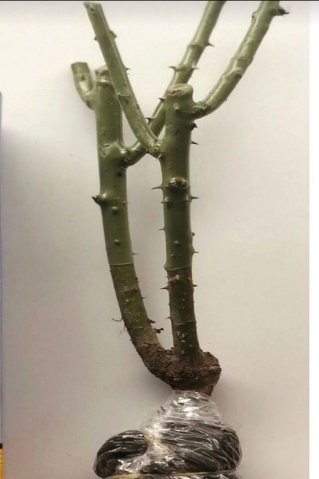 Gül turuncu renk açık kök dikime hazır 33-37cm 1 adet