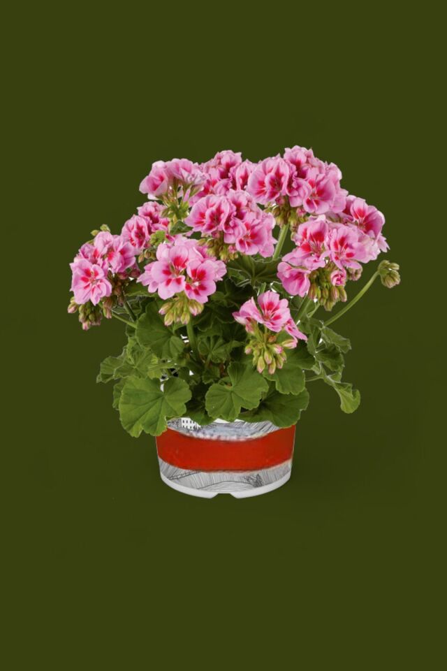 Sardunya  mini boy   15-18 cm çit renk  /şuan çiçeksizdir